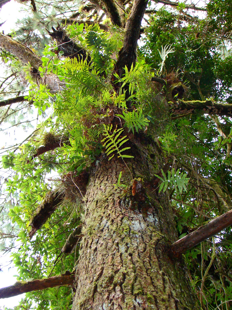 Padre Árbol