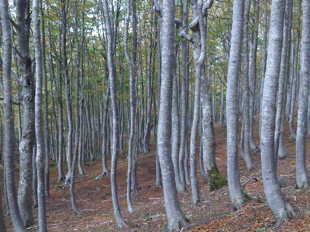 Padroni del bosco