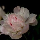 Paeonia