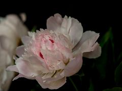 Paeonia