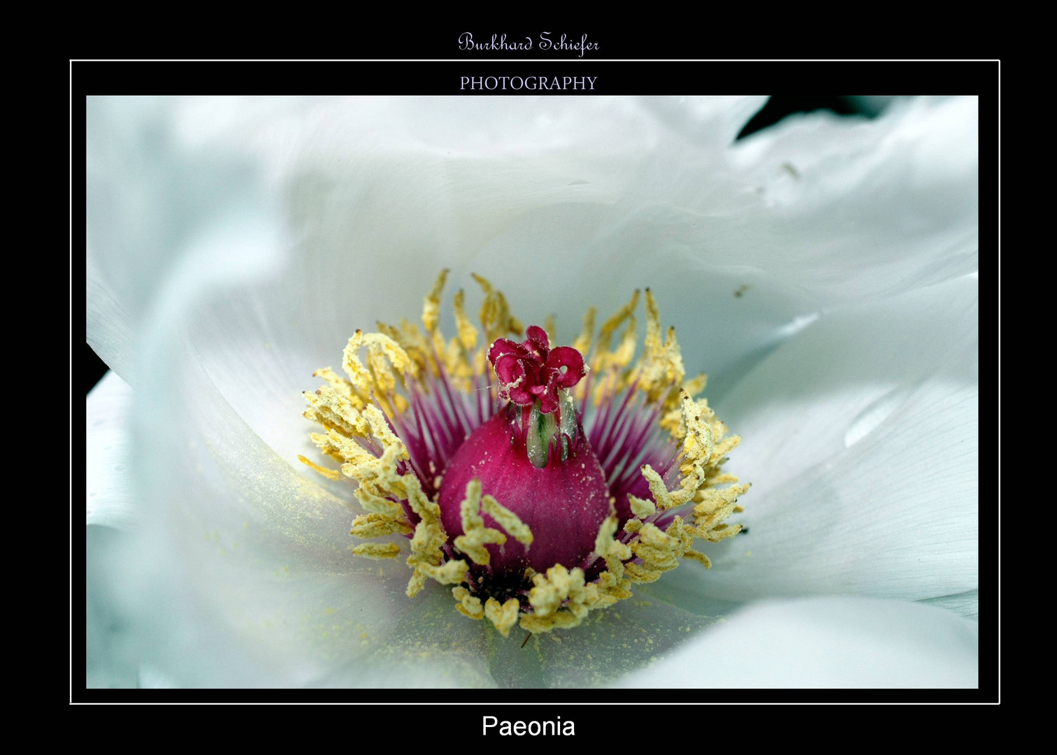 Paeonia