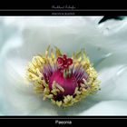 Paeonia