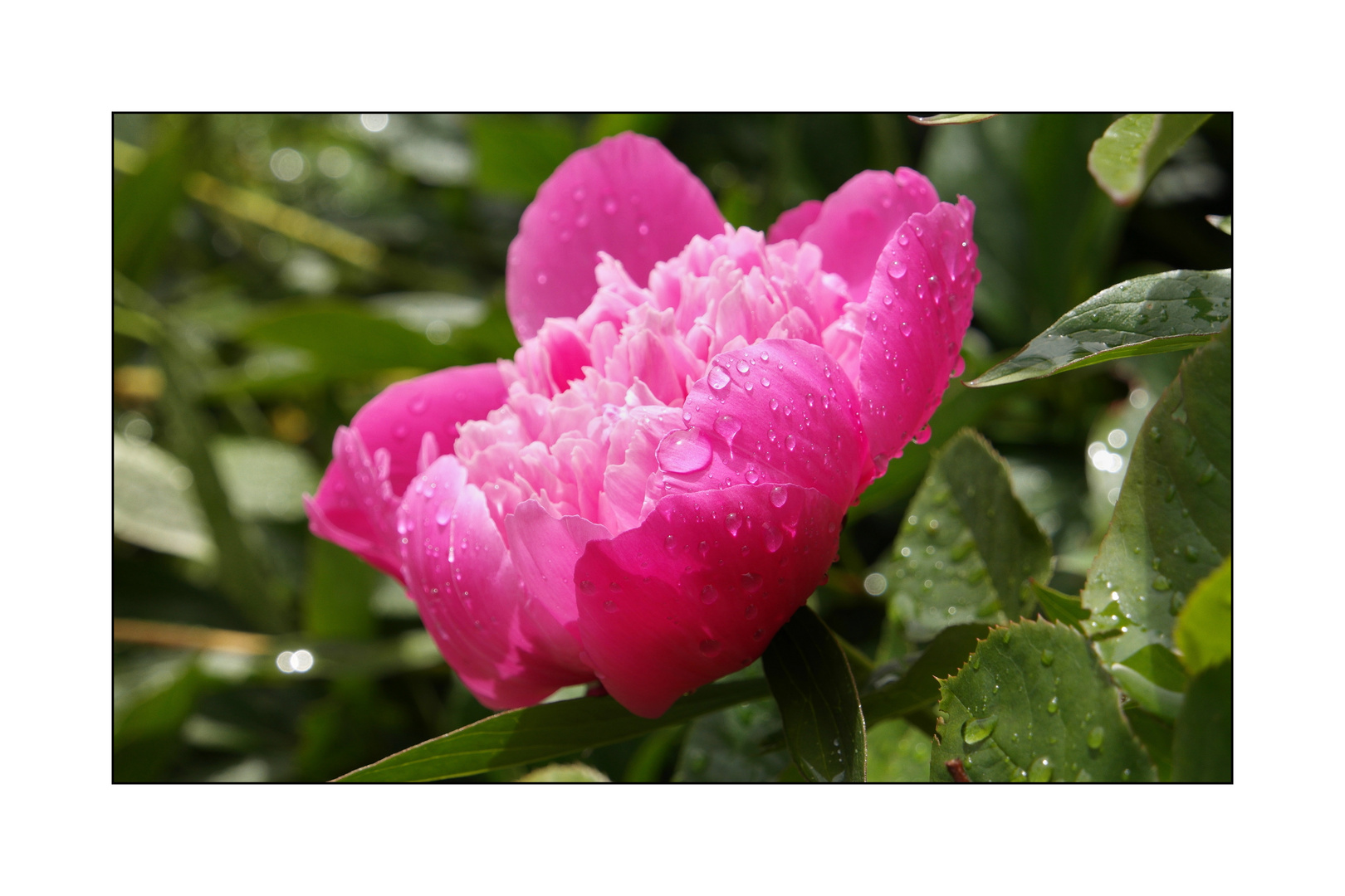 Paeonia