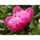 Paeonia