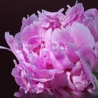 Paeonia