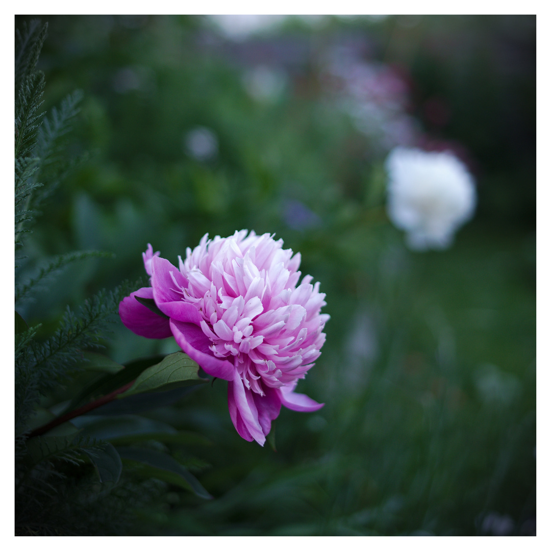 Paeonia