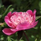 Paeonia