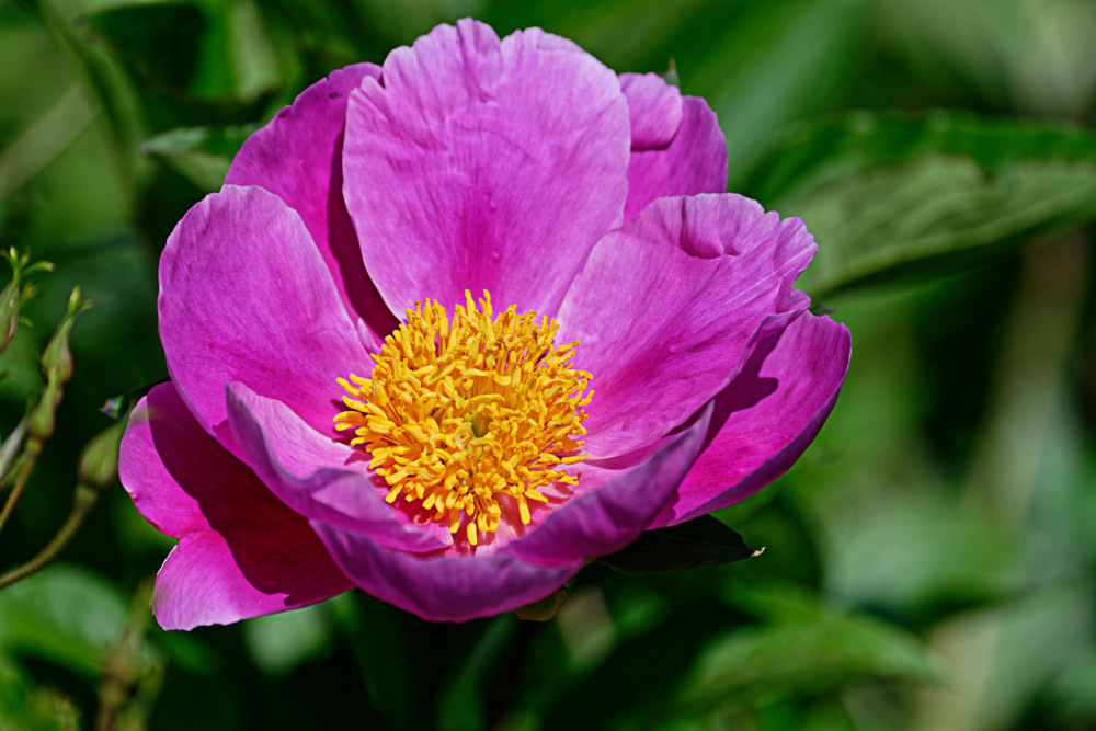 PAEONIA