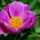 PAEONIA