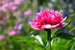 Paeonia