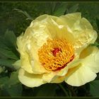 Paeonia