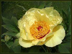 Paeonia