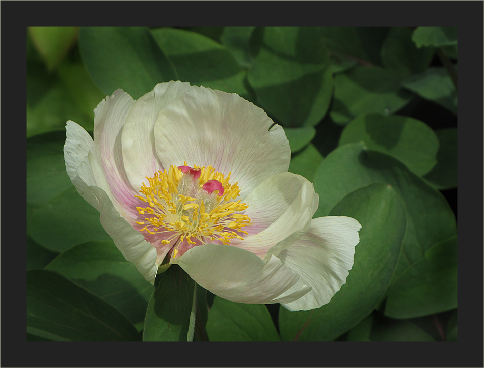 Paeonia