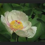 Paeonia