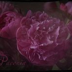 Paeonia