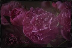 Paeonia