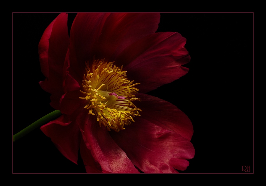 Paeonia