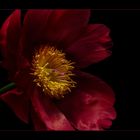 Paeonia