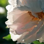 Paeonia