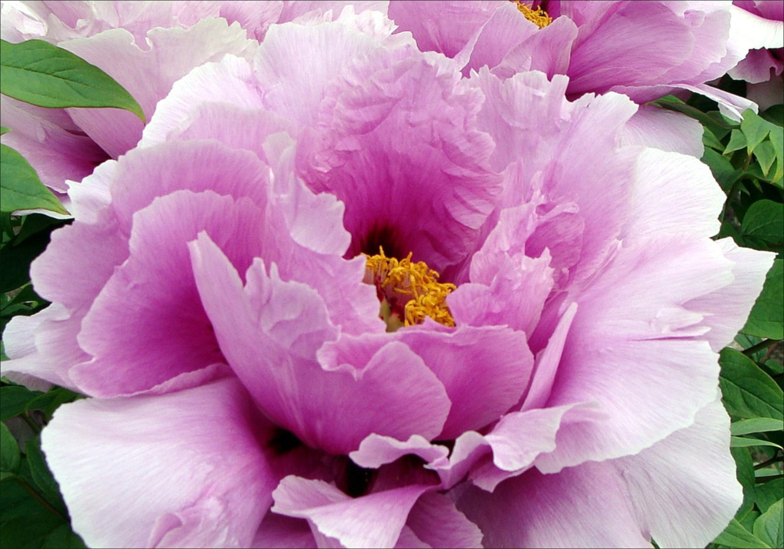 Paeonia