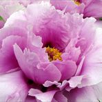 Paeonia