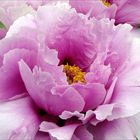 Paeonia