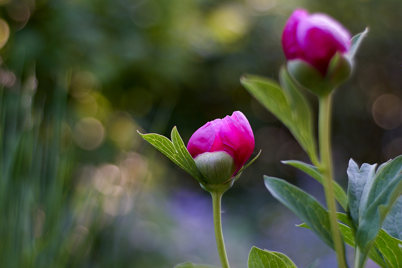 Paeonia anemoniflora