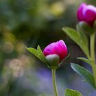 Paeonia anemoniflora