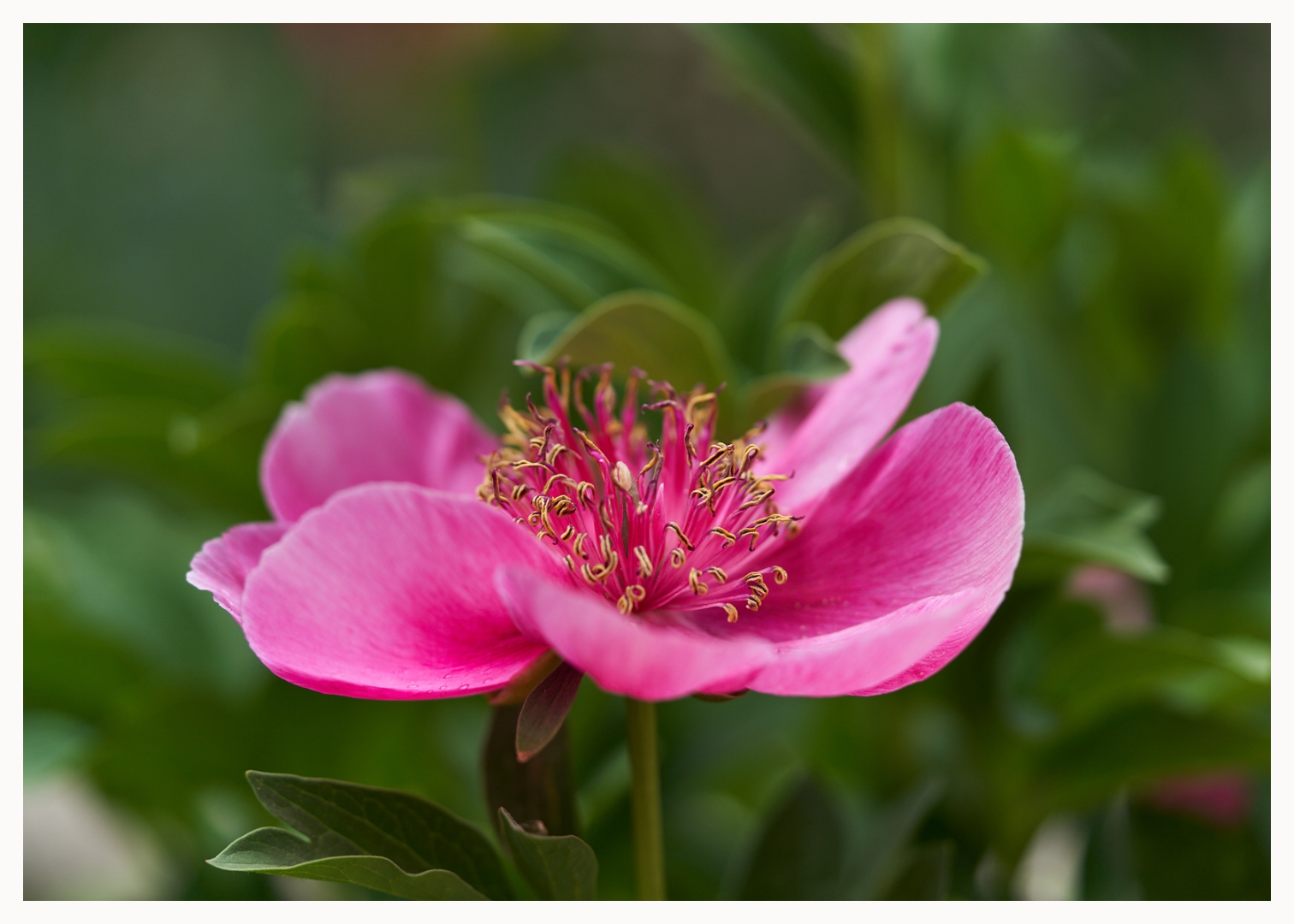 Paeonia anemoniflora