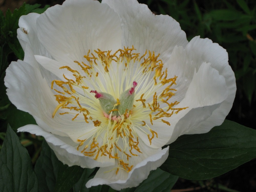 Paeonia Archangel