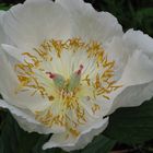 Paeonia Archangel