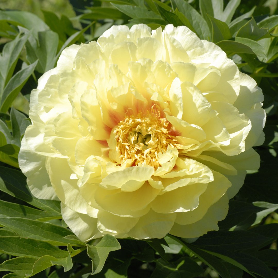 Paeonia 'Bartzella'