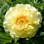 Paeonia 'Bartzella'