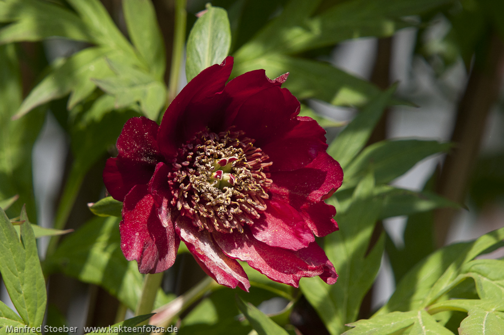 Paeonia - Blüte nach 5 Jahren Wachstum die erste Blüte