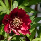 Paeonia - Blüte nach 5 Jahren Wachstum die erste Blüte