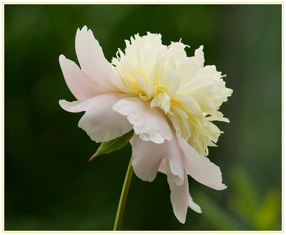 Paeonia