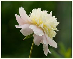 Paeonia