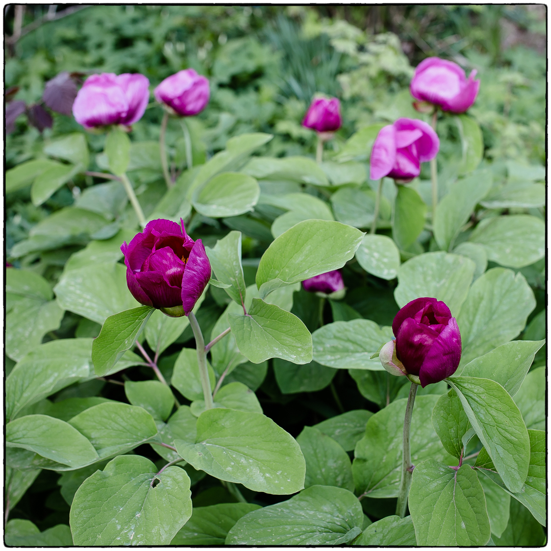 paeonia caucasica