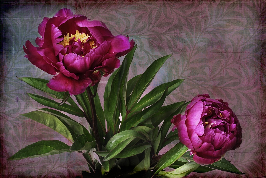 Paeonia