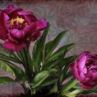 Paeonia