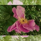 PAEONIA  