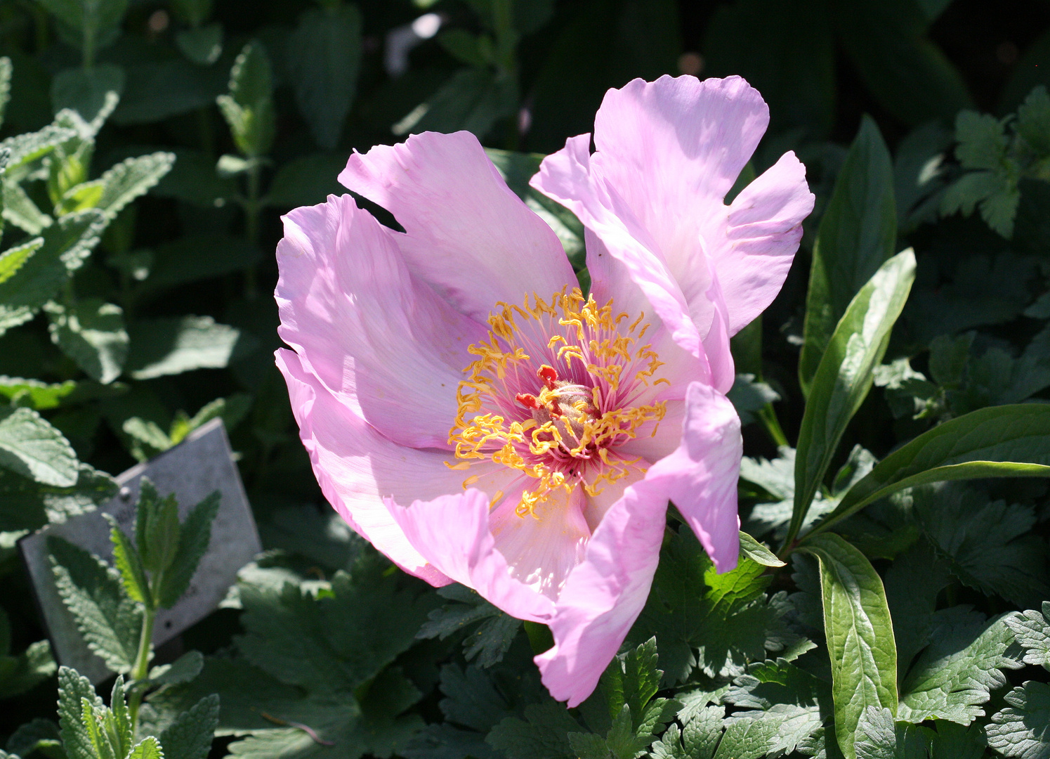 Paeonia Hybride