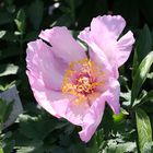 Paeonia Hybride