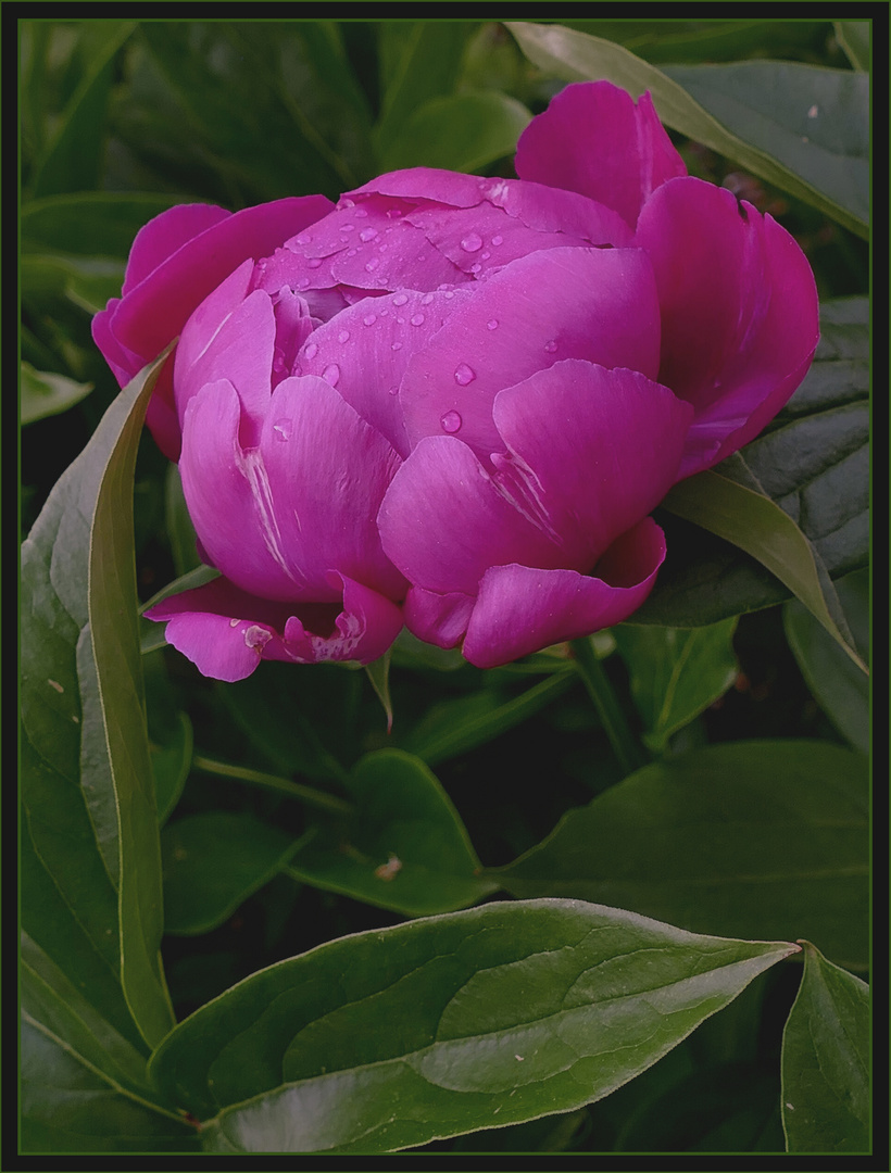 Paeonia   in Prachtsicht  