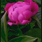 Paeonia   in Prachtsicht  