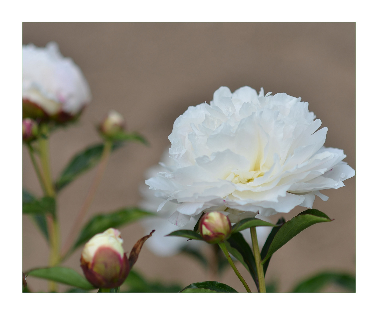 ....Paeonia in weiß ....