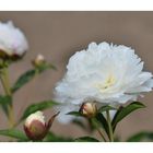 ....Paeonia in weiß ....