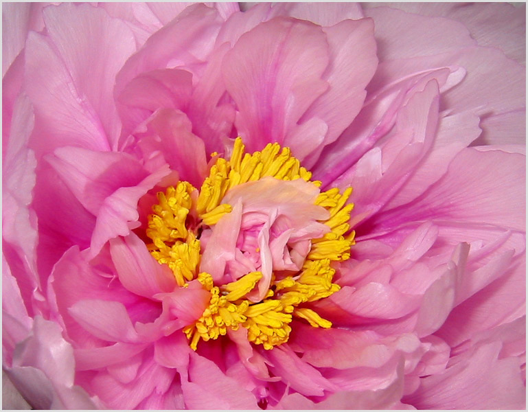 Paeonia lactiflora