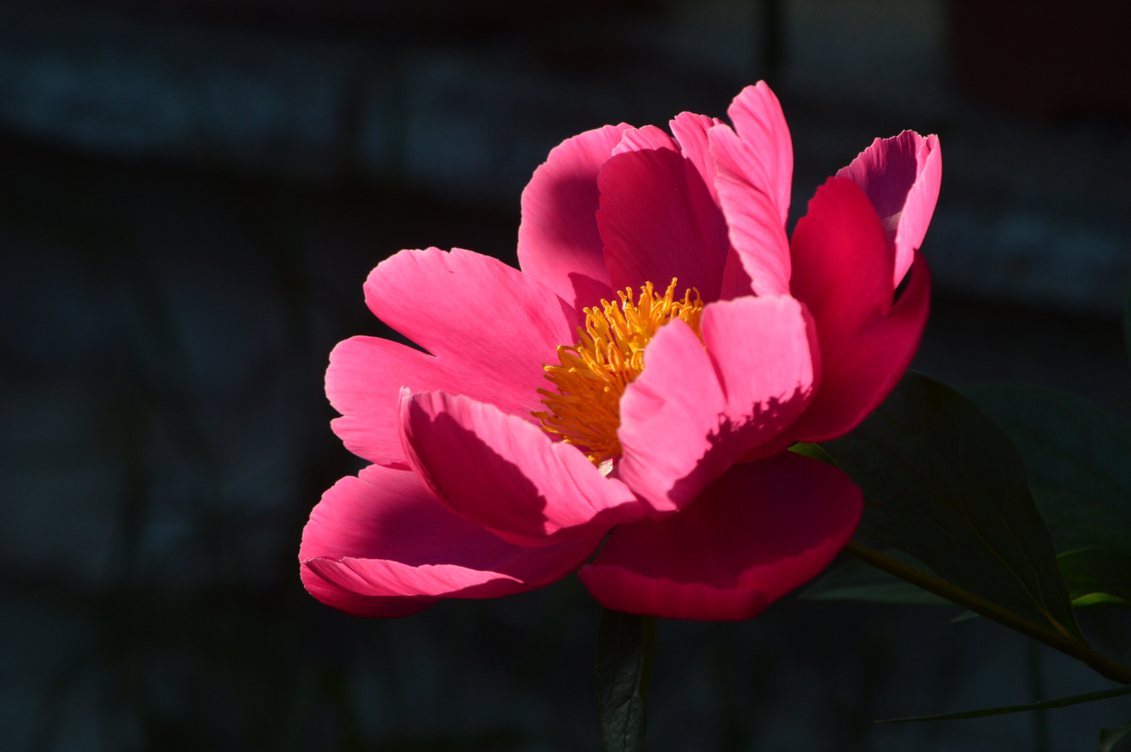 Paeonia lactiflora