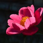 Paeonia lactiflora